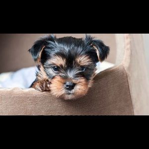 Meet your Posher, Jerome